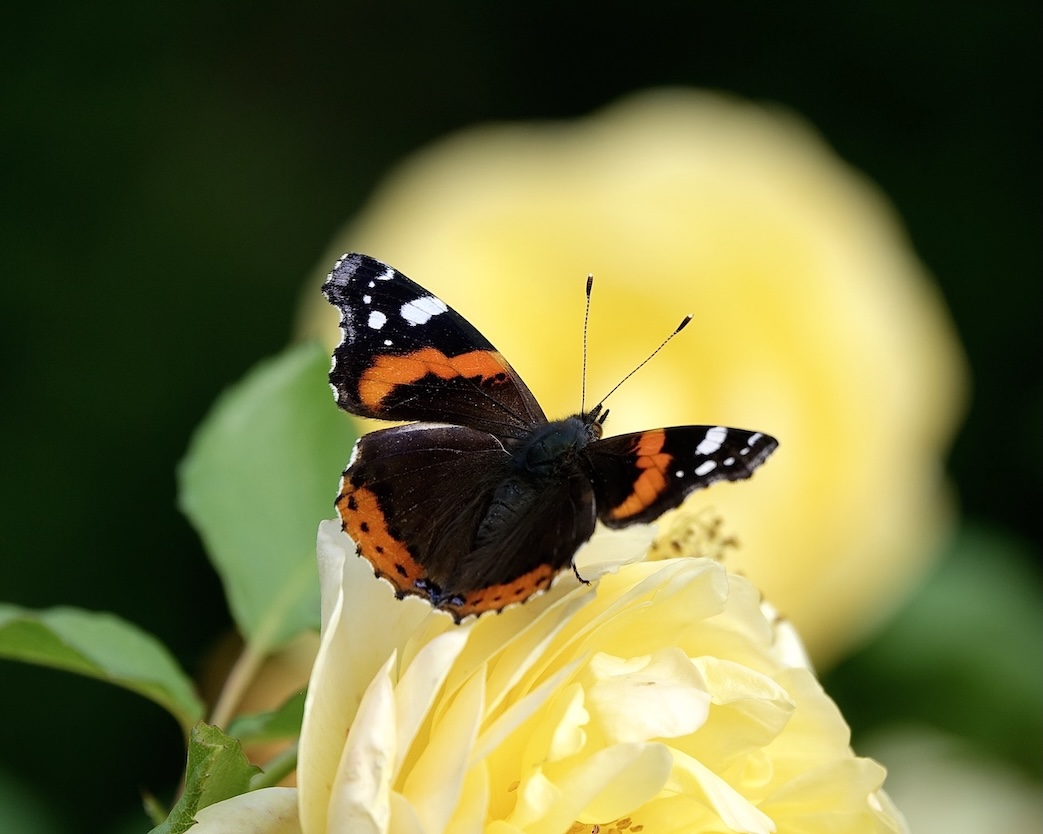 red admiral